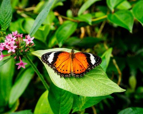 port-douglas-queensland-location-hp (7)